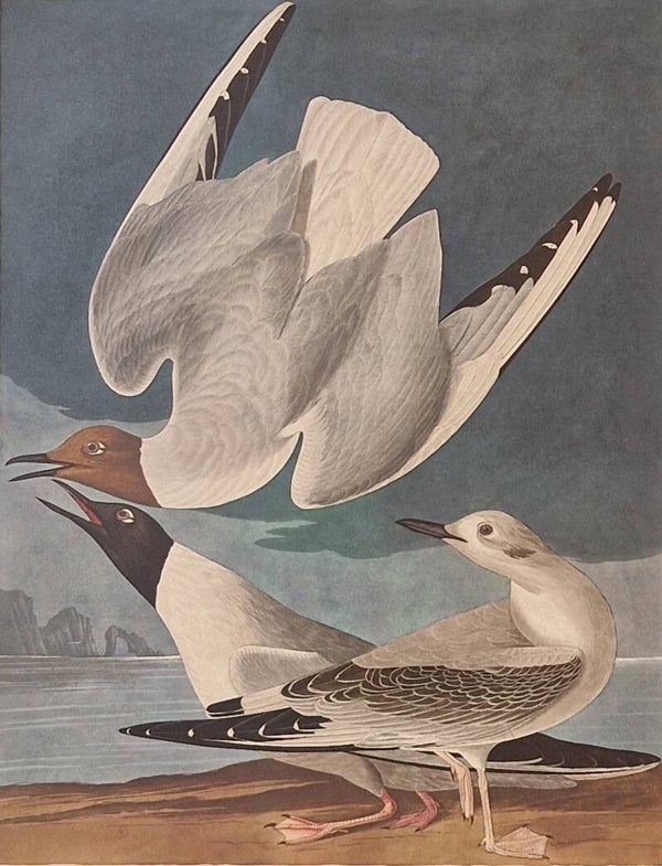 Bonapartian Gull. Audubon Amsterdam editie 1971-72..