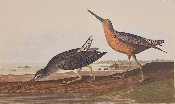 Red-breasted Snipe. Audubon Amsterdam editie 1971-72..