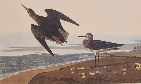Schinz's Sandpiper. Audubon Amsterdam editie 1971-72..