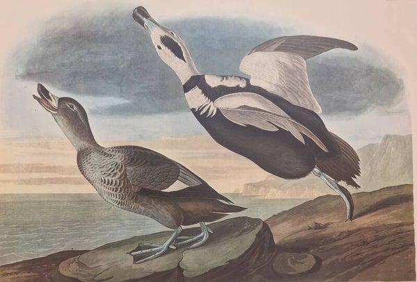 Pied Duck. Audubon Amsterdam editie 1971-72..