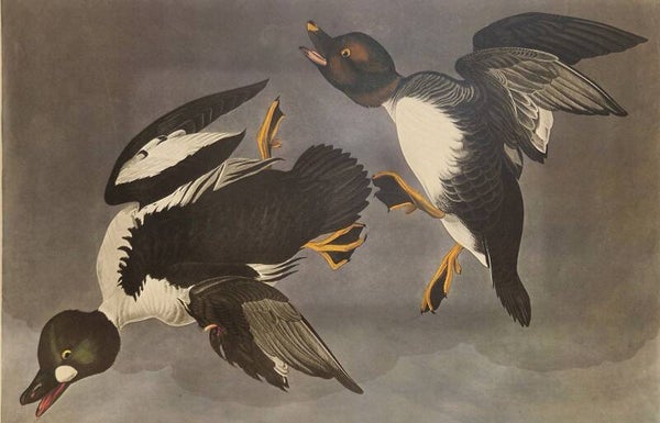 Golden-eye Duck. Audubon Amsterdam editie 1971-72..