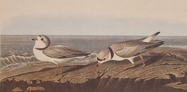 Piping Plover. Audubon Amsterdam editie 1971-72..