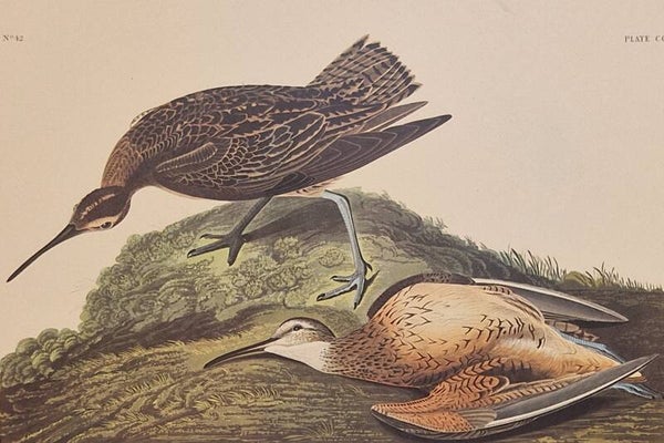 Esquimaux Burlew. Audubon Amsterdam editie 1971-72..