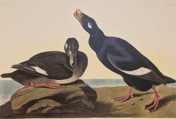 Velvet Duck. Audubon Amsterdam editie 1971-72..