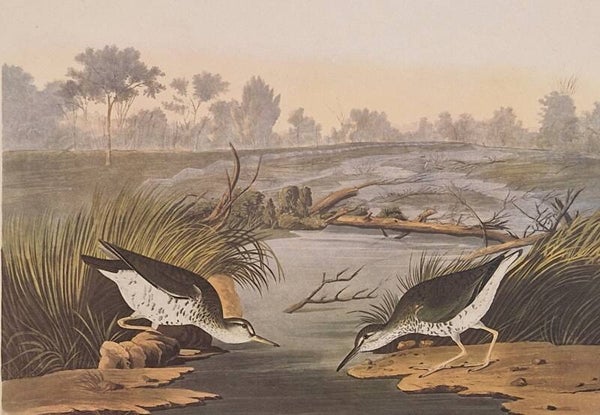 Spotted sandpiper. Audubon Amsterdam editie 1971-72..