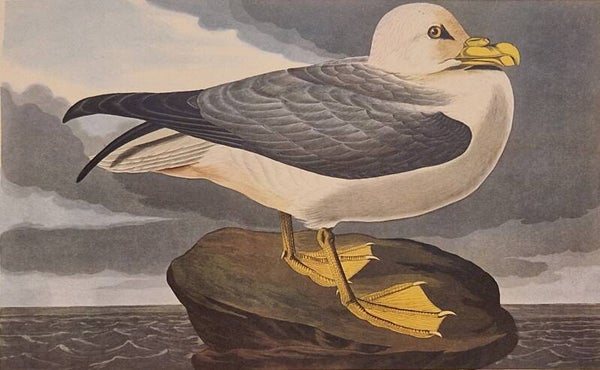 Fulmar Petrel. Audubon Amsterdam editie 1971-72..