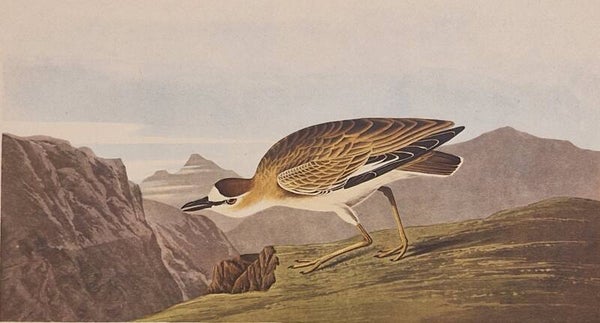 Rocky Moutain Plover. Audubon Amsterdam editie 1971-72..