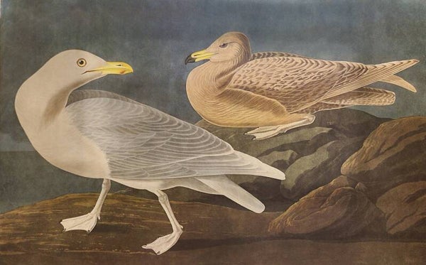 Burgomaster Gull. Audubon Amsterdam editie 1971-72..