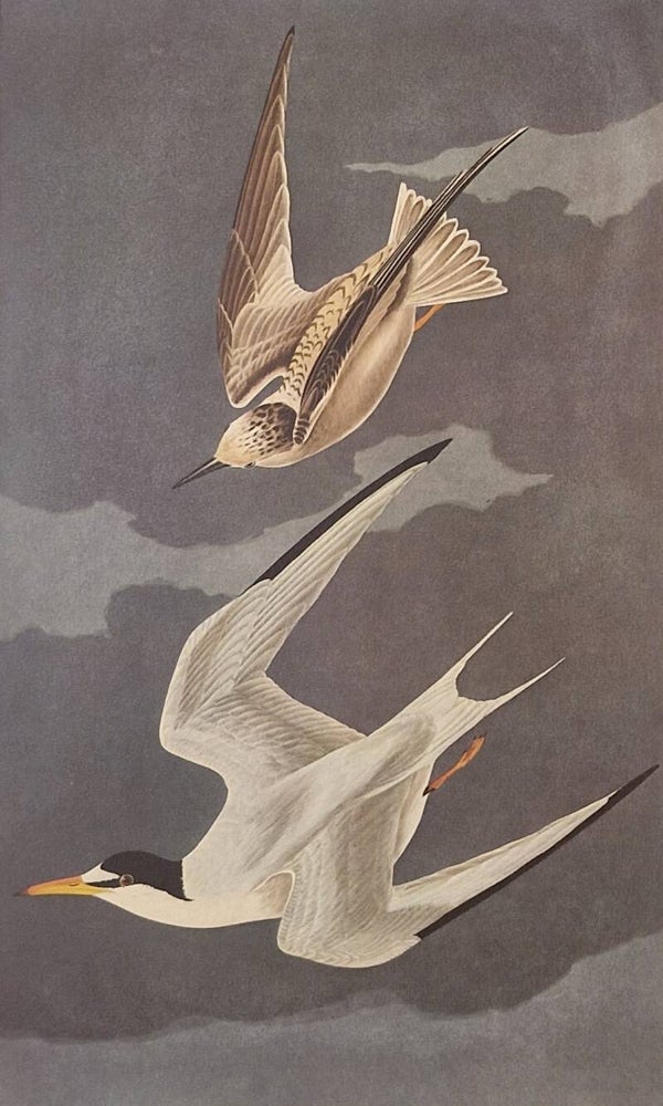 Lesser Fern. Audubon Amsterdam editie 1971-72..
