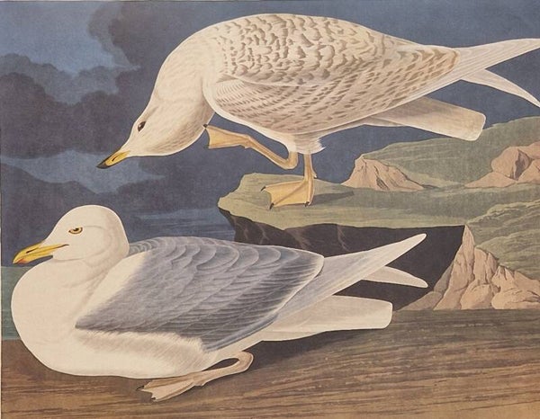 White-winged silvery Gull. Audubon Amsterdam editie 1971-72..