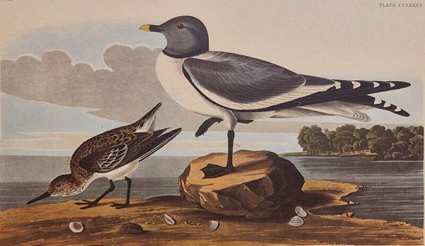 Fork-tailed Gull. Audubon Amsterdam editie 1971-72..