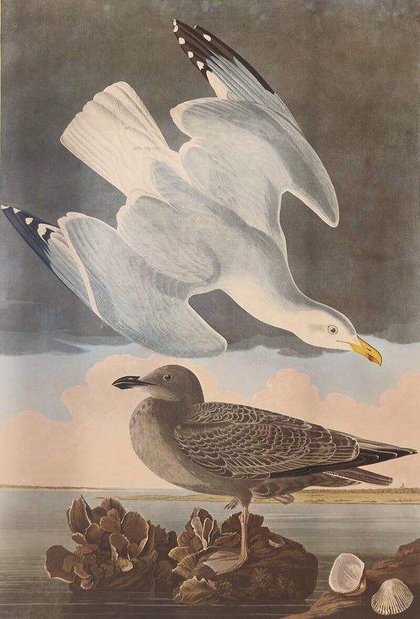 Herring Gull. Audubon Amsterdam editie 1971-72..