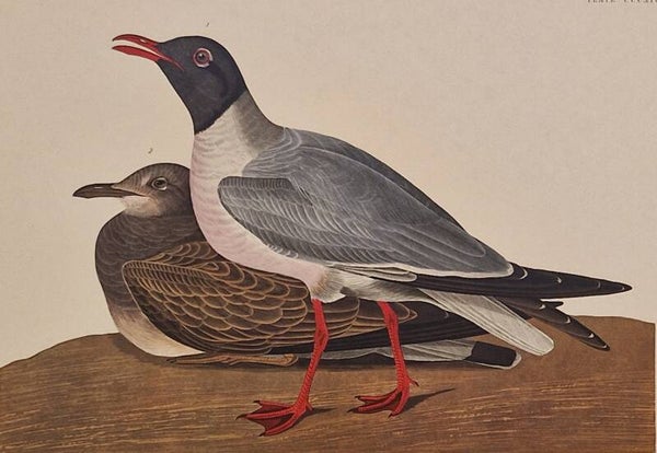Black-headed Gull. Audubon Amsterdam editie 1971-72..