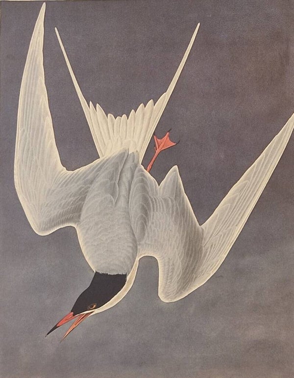 Great Fern. Audubon Amsterdam editie 1971-72..