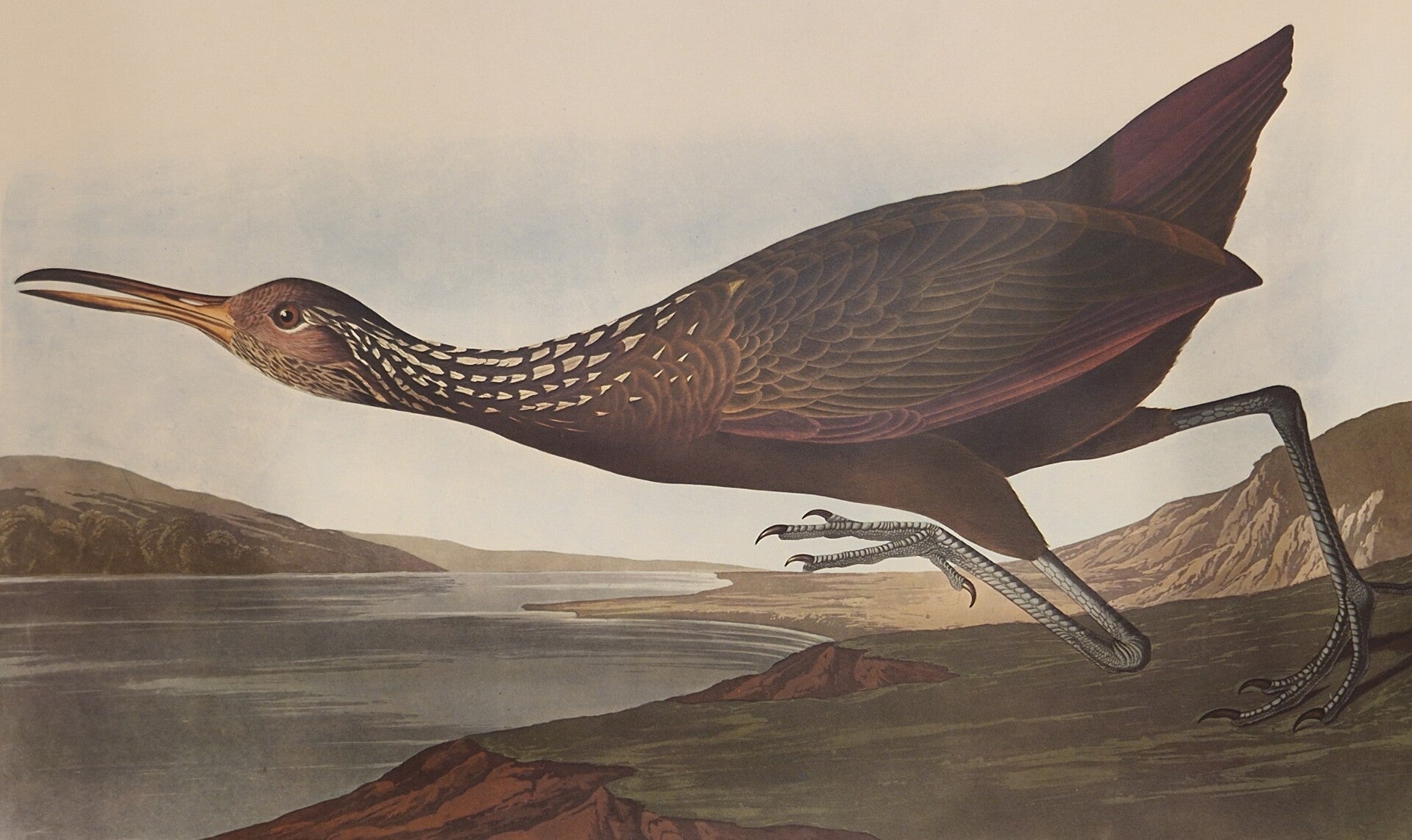 Scolopaceus Courlan. Audubon Amsterdam editie 1971-72..