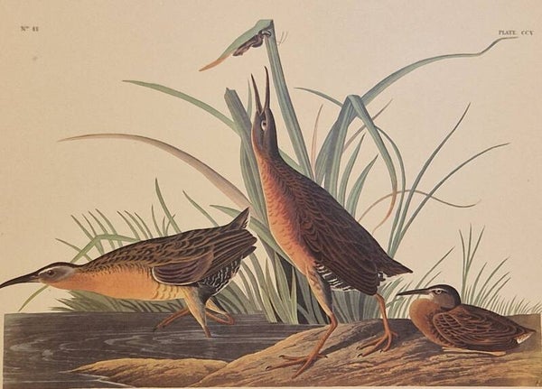 Virginia Rail. Audubon Amsterdam editie 1971-72..