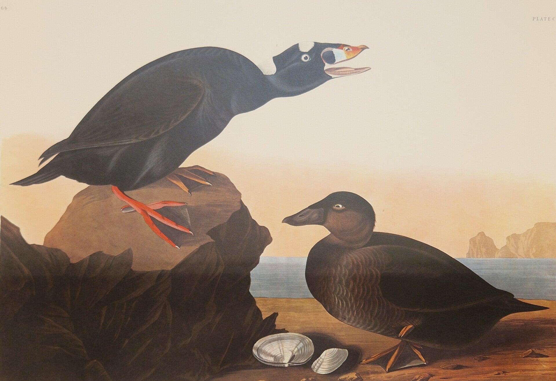Black or Surf Duck. Audubon Amsterdam editie 1971-72..
