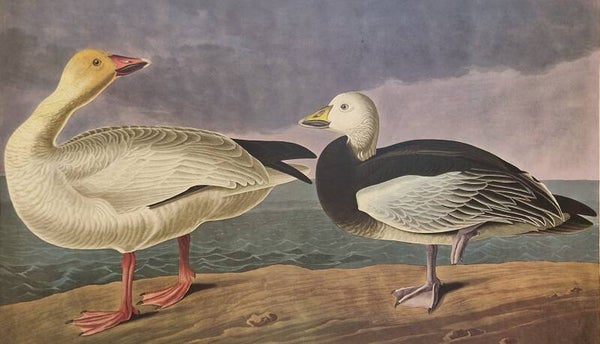 Snow Goose. Audubon Amsterdam editie 1971-72..