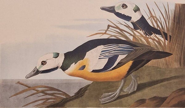 Wester Duck. Audubon Amsterdam editie 1971-72..