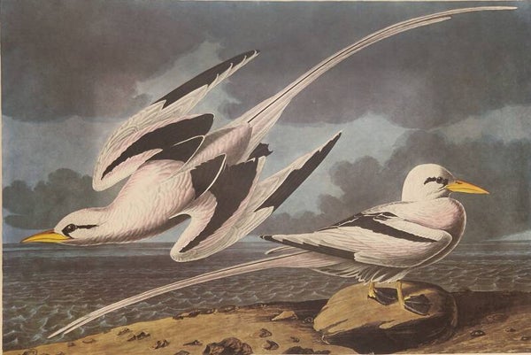 Tropic Bird. Audubon Amsterdam editie 1971-72..
