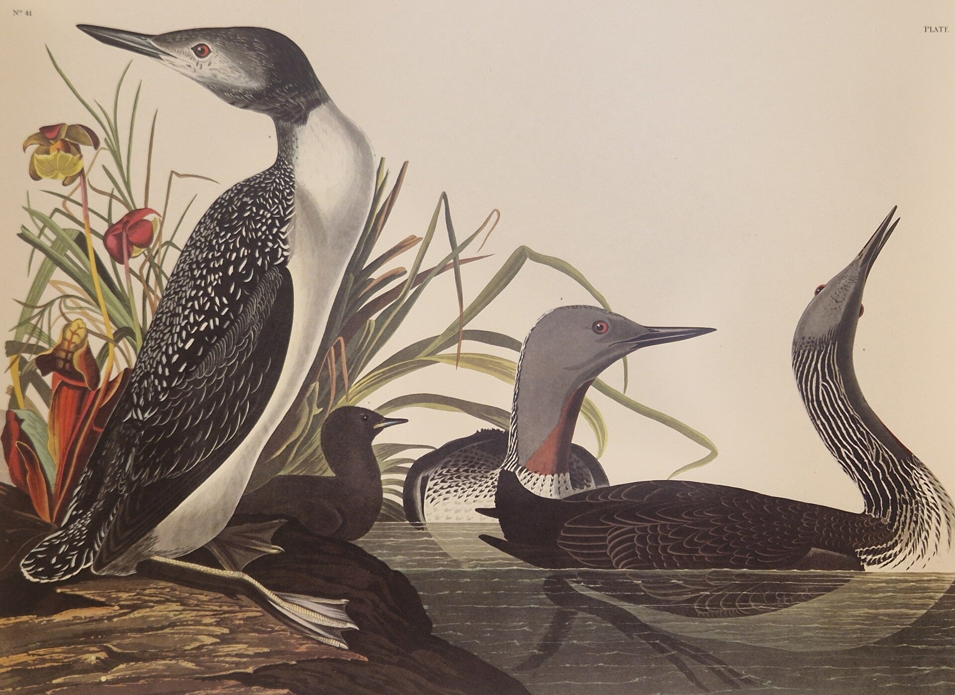 Red-throated Diver. Audubon Amsterdam editie 1971-72..