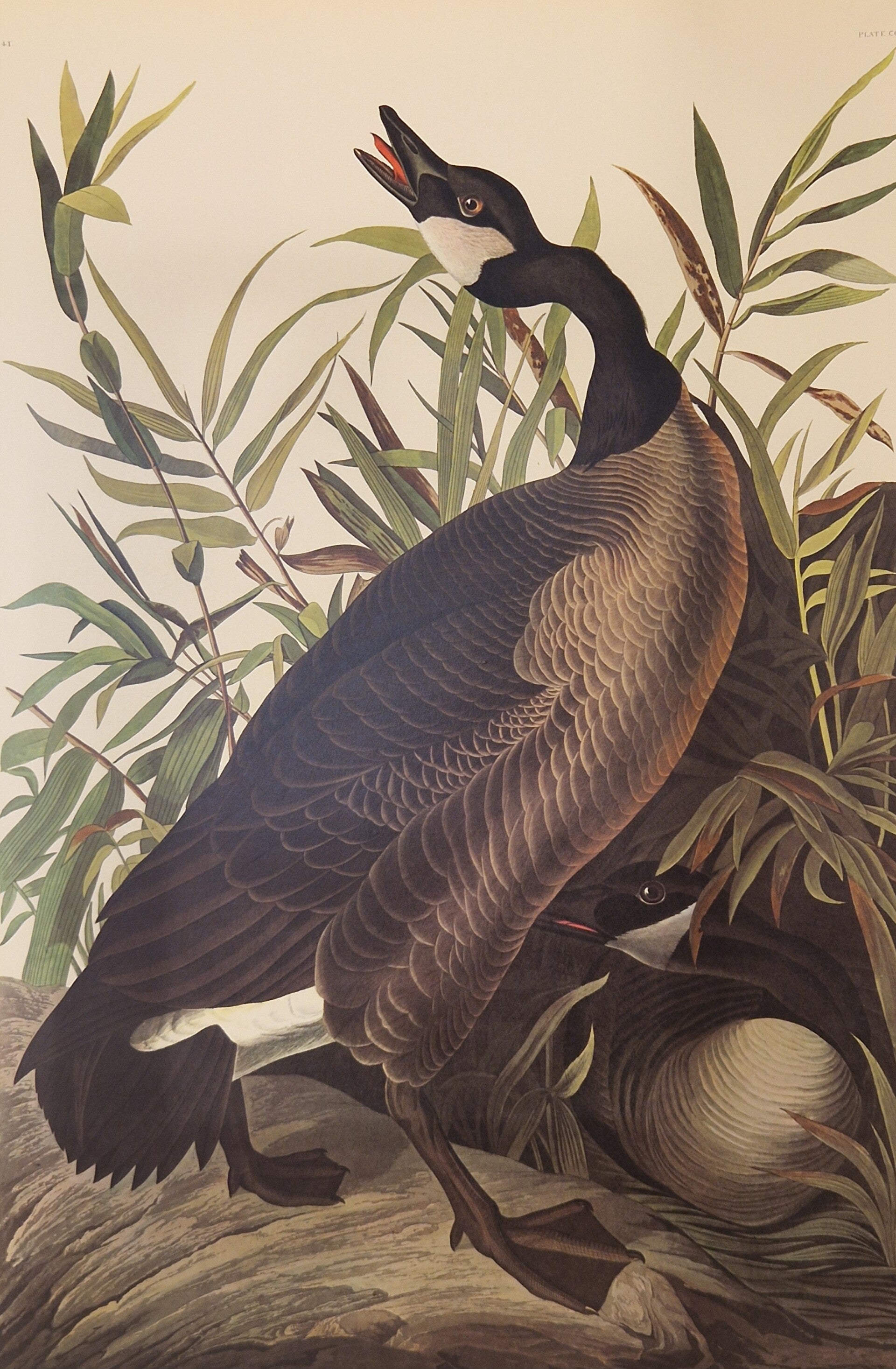 Canada Goose. Audubon Amsterdam editie 1971-72..