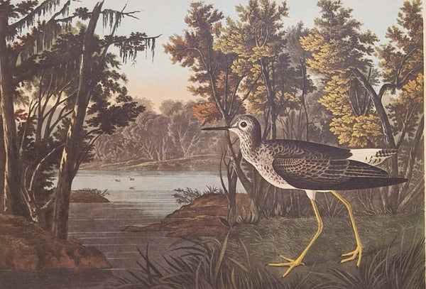 Yellow shank. Audubon Amsterdam editie 1971-72..