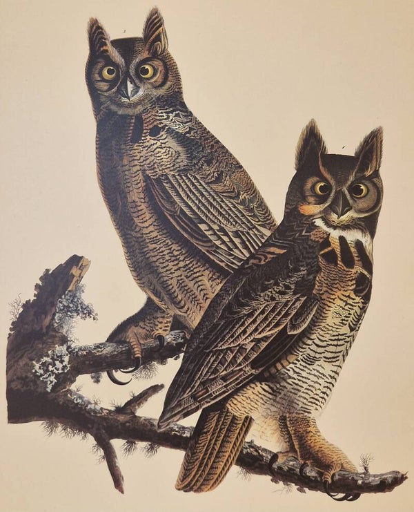 Great horned Owl. Audubon Amsterdam editie 1971-72..