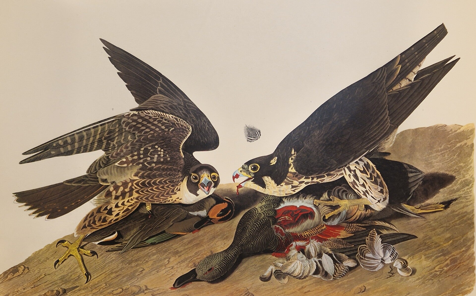 Great footed Hawk. Audubon Amsterdam editie 1971-72..