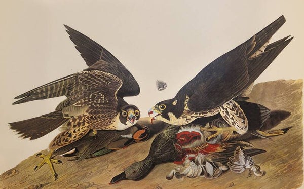 Great footed Hawk. Audubon Amsterdam editie 1971-72..