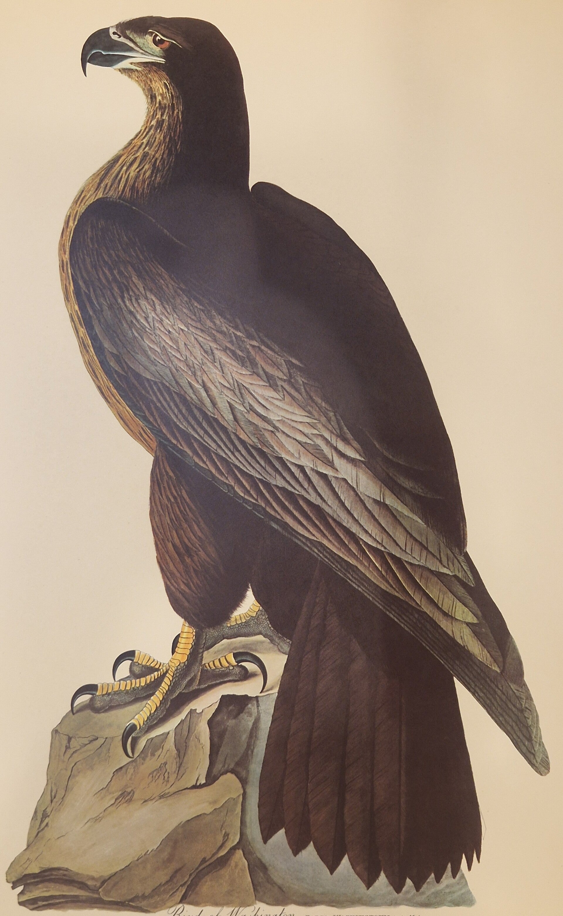 Bird of Washington. Audubon Amsterdam editie 1971-72..