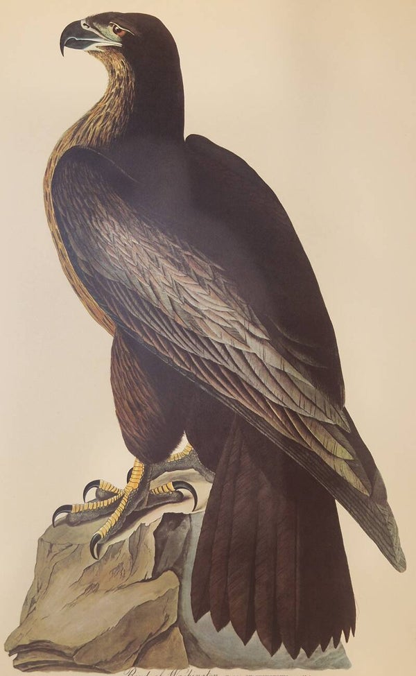 Bird of Washington. Audubon Amsterdam editie 1971-72..