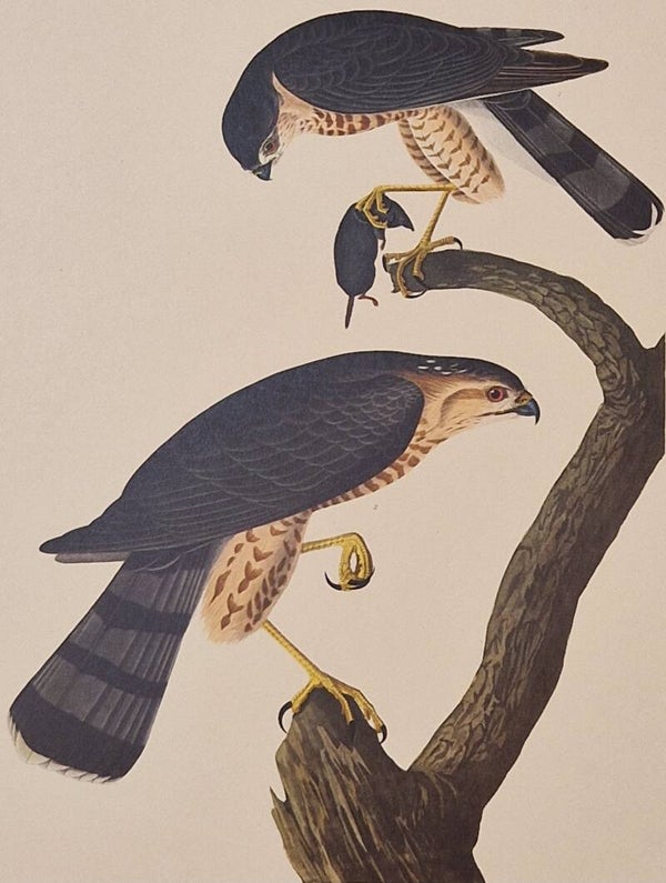 Sharp-shinned Hawk. Audubon Amsterdam editie 1971-72..