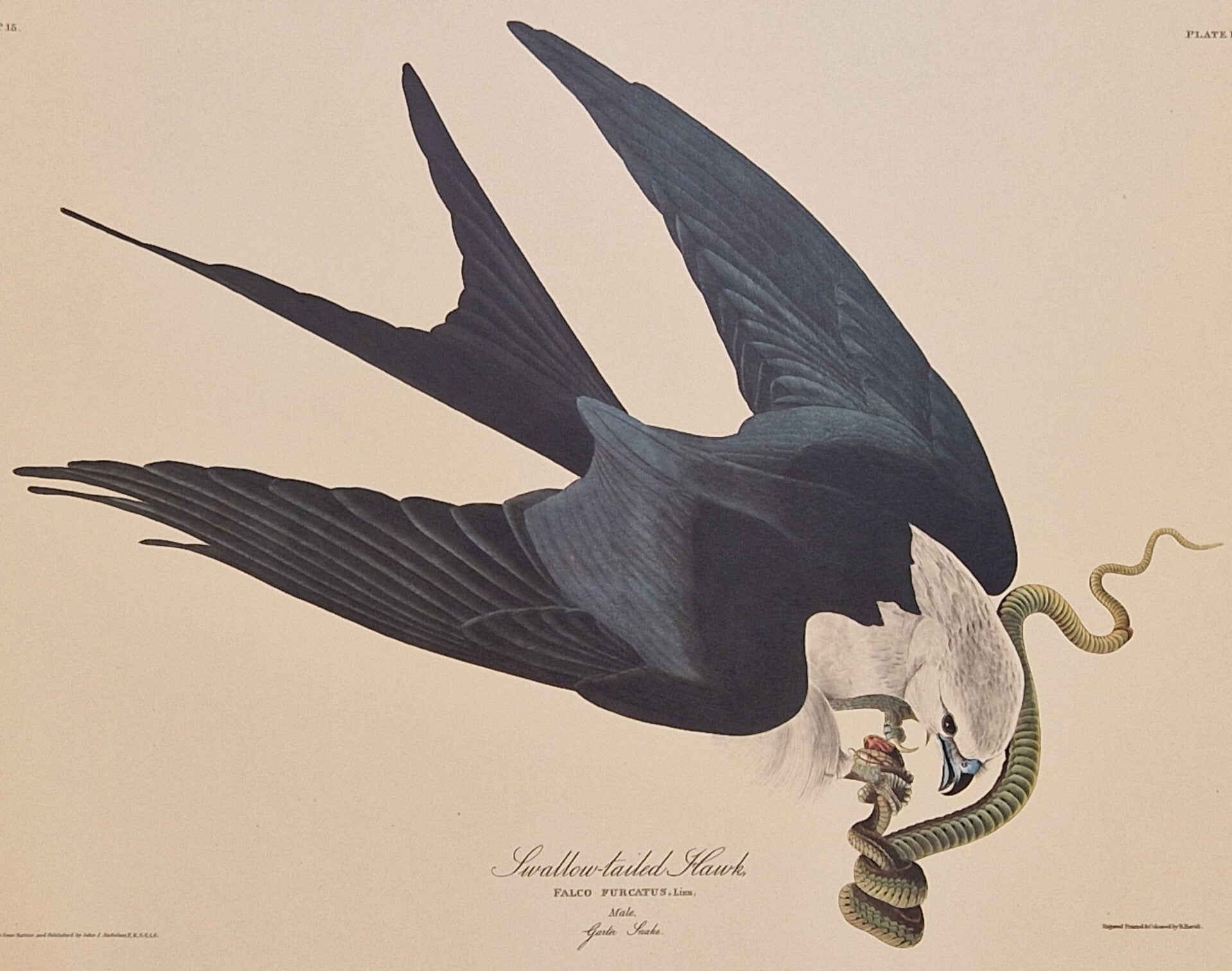 Shallow-tailed Hawk. Audubon Amsterdam editie 1971-72..