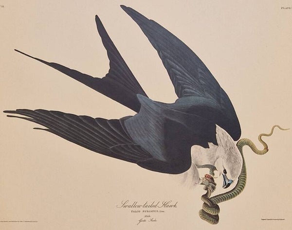 Shallow-tailed Hawk. Audubon Amsterdam editie 1971-72..