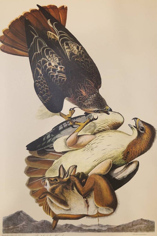Red-tailed Hawk. Audubon Amsterdam editie 1971-72..