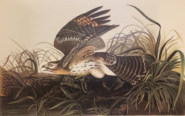 Winter Hawk. Audubon Amsterdam editie 1971-72..