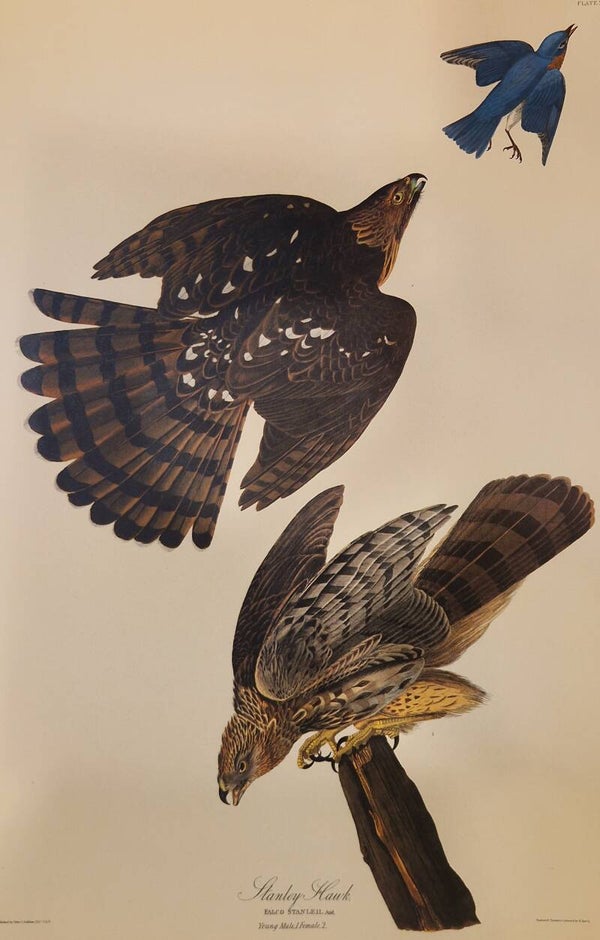 Stanley Hawk. Audubon Amsterdam editie 1971-72..