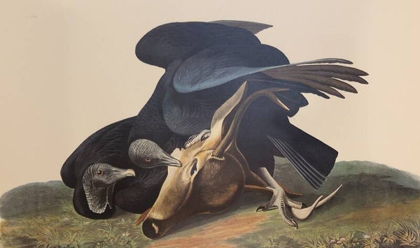 Black Vulture. Audubon Amsterdam editie 1971-72..