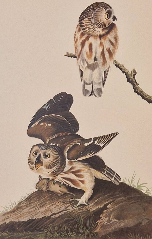 Little Owl. Audubon Amsterdam editie 1971-72..