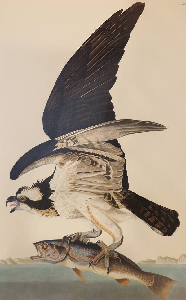 Fish Hawk or Osprey. Audubon Amsterdam editie 1971-72..