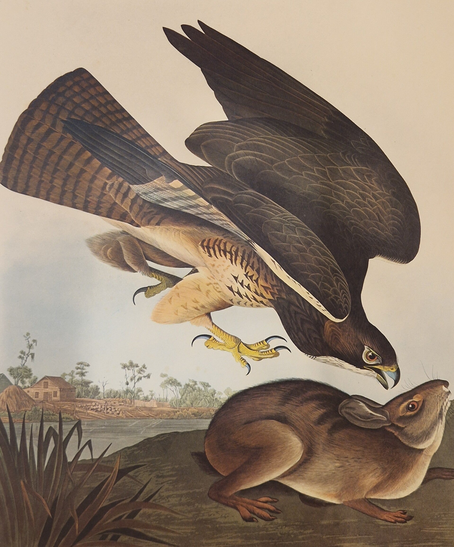 Common Buzzard. Audubon Amsterdam editie 1971-72..