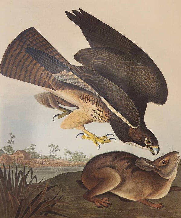 Common Buzzard. Audubon Amsterdam editie 1971-72..