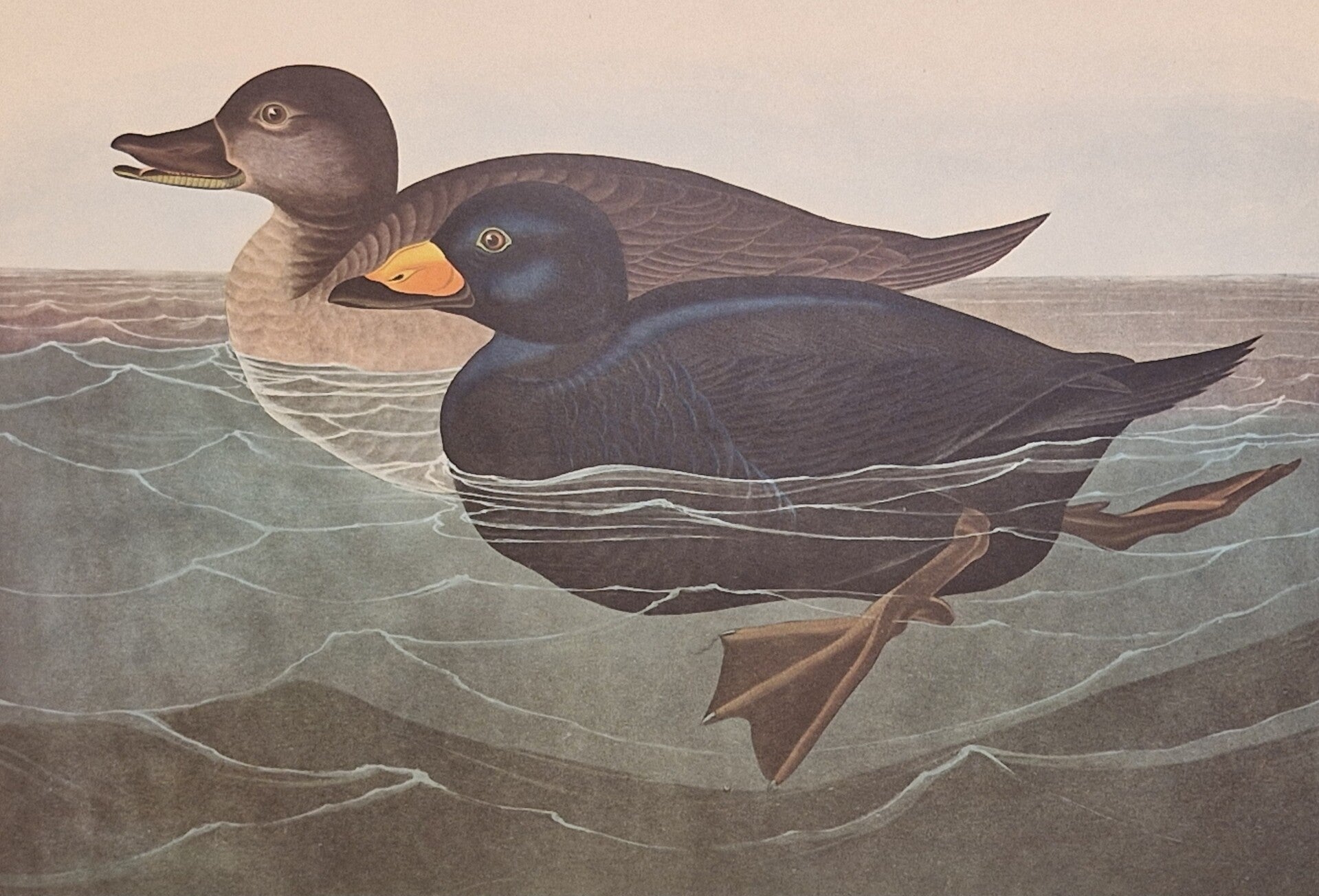 American Scoter Duck. Audubon Amsterdam editie 1971-72..