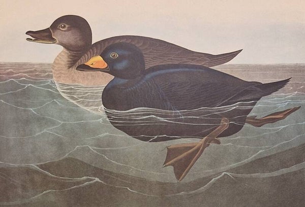 American Scoter Duck. Audubon Amsterdam editie 1971-72..
