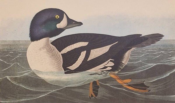 Golden-eye Duck. Audubon Amsterdam editie 1971-72..