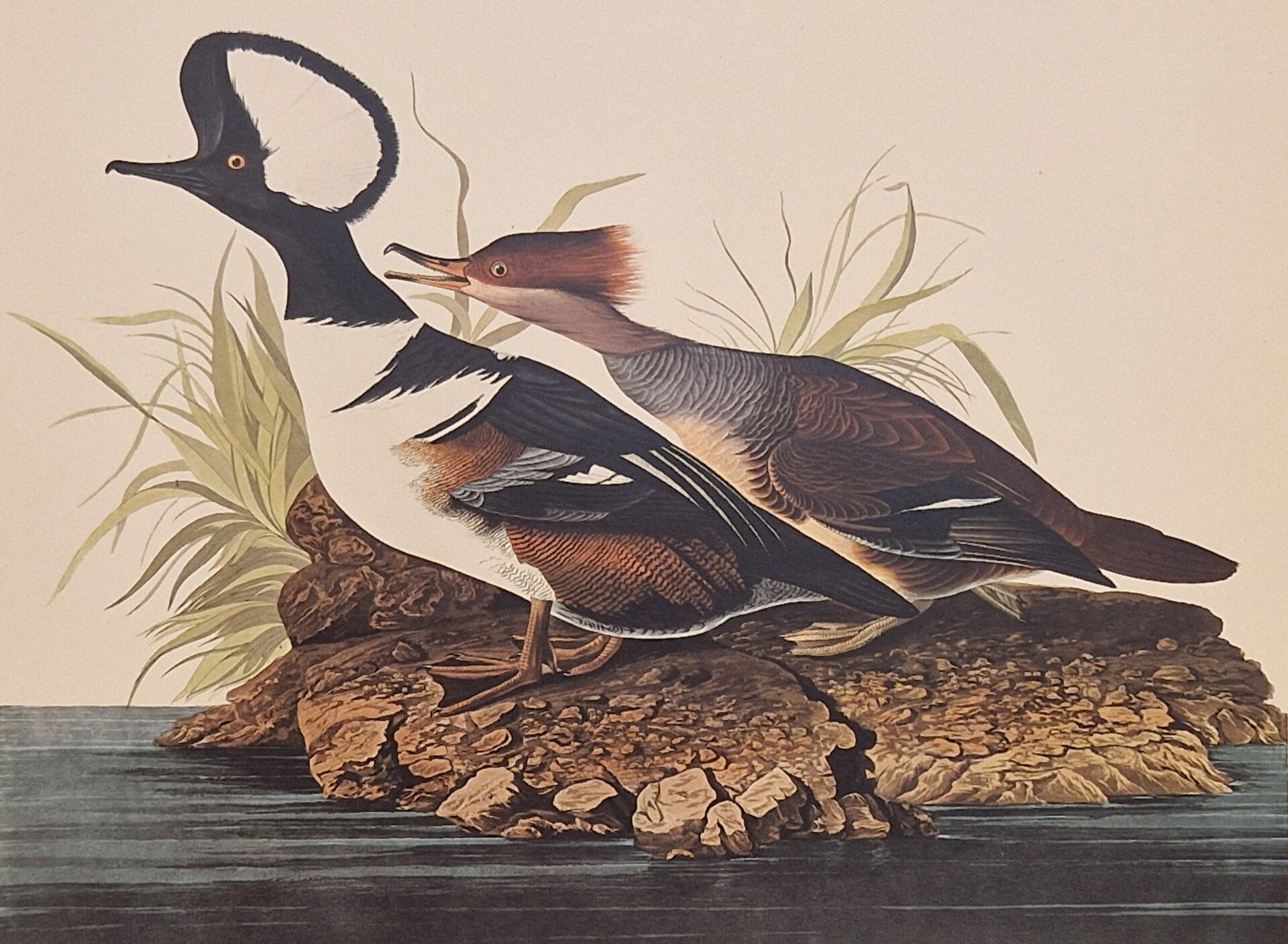 Hooded Merganser. Audubon Amsterdam editie 1971-72..