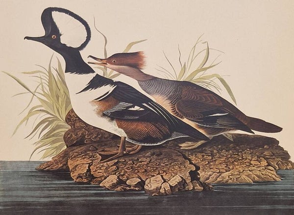 Hooded Merganser. Audubon Amsterdam editie 1971-72..