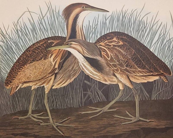 American Bittern. Audubon Amsterdam editie 1971-72..