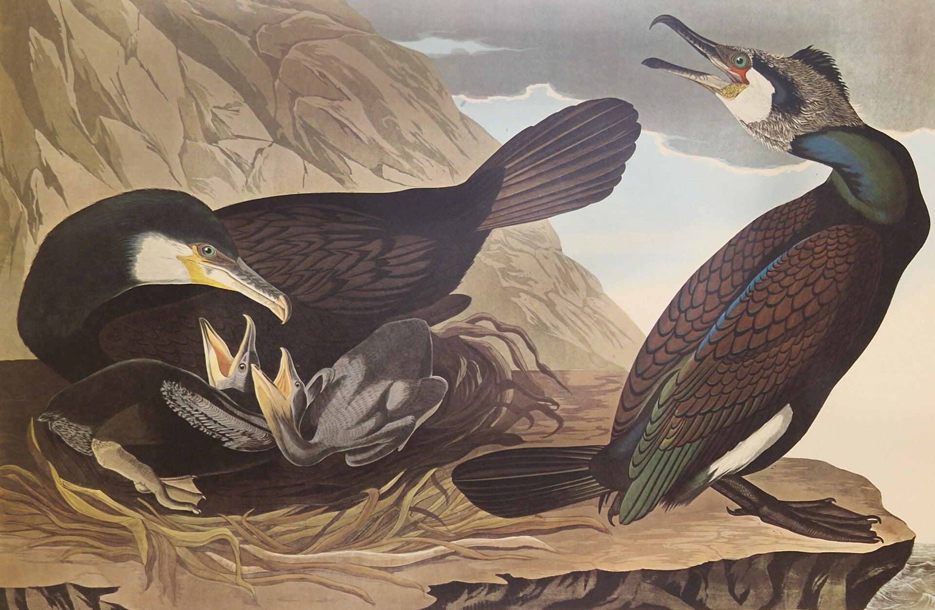Common Comorant. Audubon Amsterdam editie 1971-72..